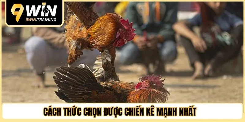 Cách thức chọn được chiến kê mạnh nhất 
