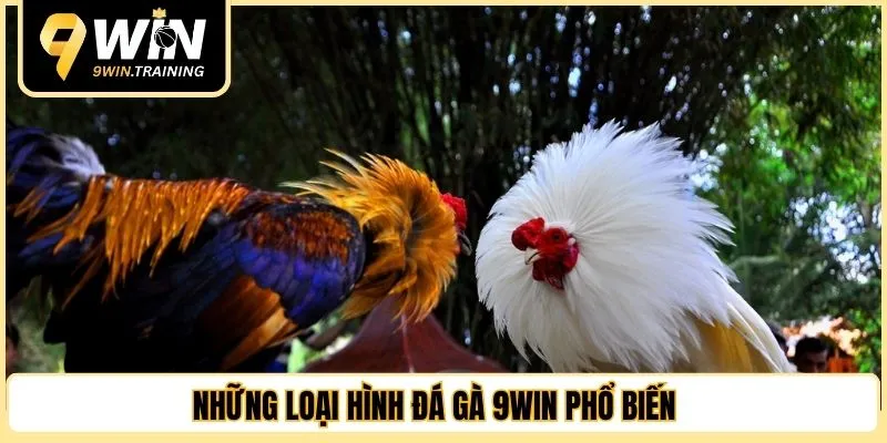Những loại hình đá gà 9WIN phổ biến 